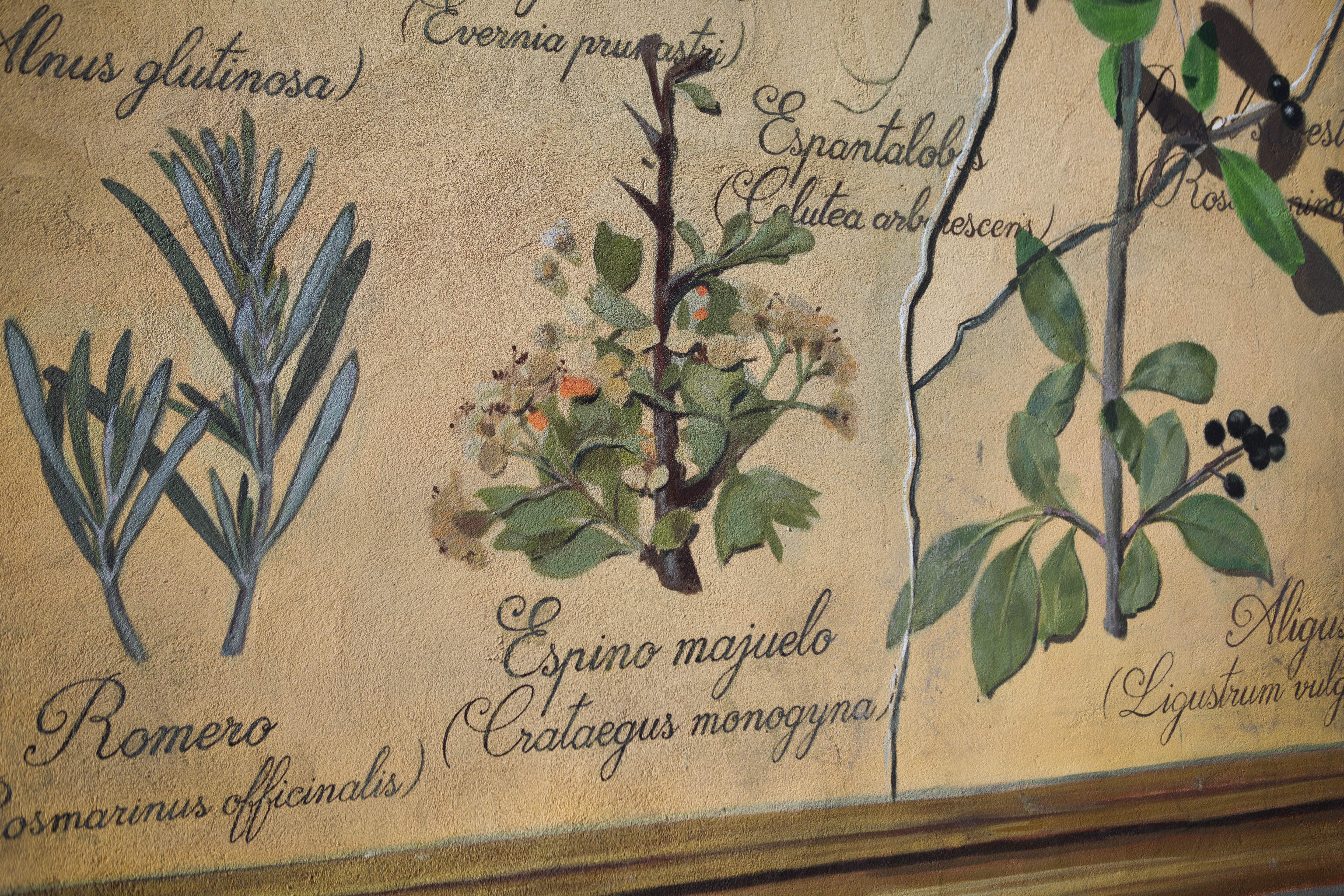 sr-moman-mural-plantas-detalle-2